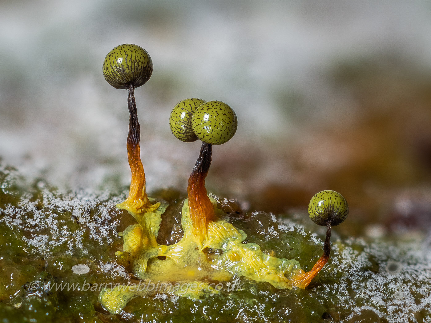 Cribraria aurantiiaca by Barry Webb